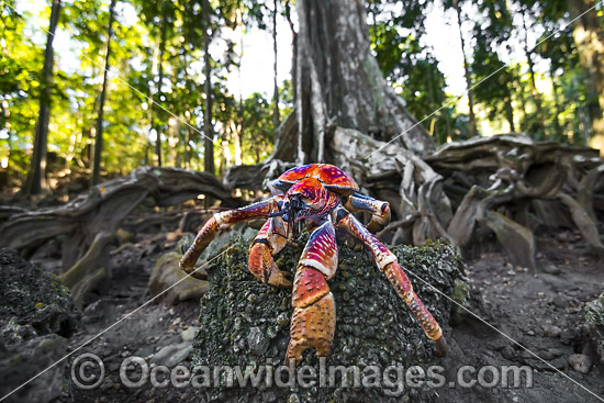 Robber Crab or Coconut Crab photo Robber Crab or Coconut Crab photo