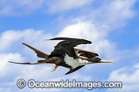 Christmas Island Frigatebird Photo - Gary Bell