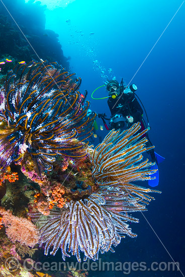 Scuba Diver and Feather Stars Christmas Island photo Scuba Diver and Feather Stars Christmas Island photo