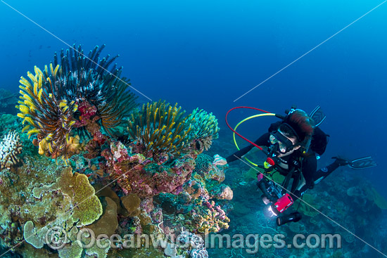 Diving at Christmas Island photo Diving at Christmas Island photo