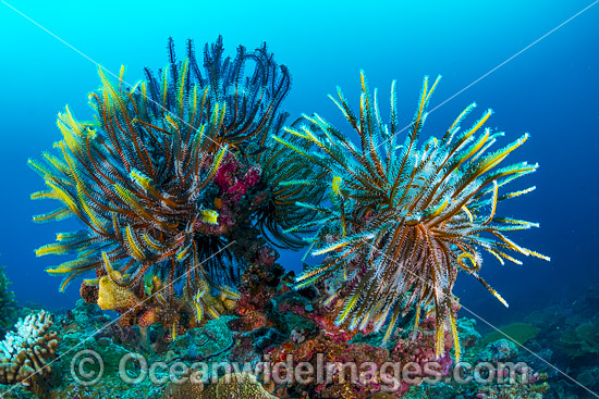 Feather Stars Christmas Island photo Feather Stars Christmas Island photo