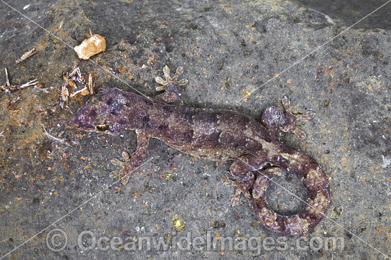Lister's Gecko Lepidodactylus listeri Christmas Island photo Lister's Gecko Lepidodactylus listeri Christmas Island photo