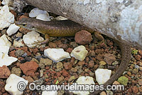 Christmas Island Whip-tail Skink Photo - Gary Bell