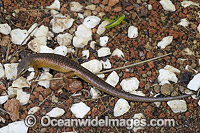 Christmas Island Whip-tail Skink Photo - Gary Bell