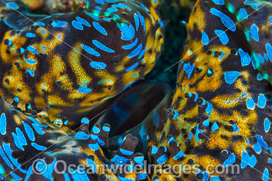 Giant Clam mantle patterns photo Giant Clam mantle patterns photo