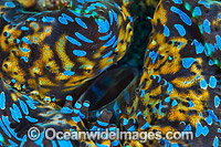 Giant Clam mantle patterns Photo - Gary Bell