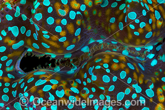 Giant Clam mantle patterns photo Giant Clam mantle patterns photo