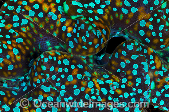 Clam mantle detail photo Clam mantle detail photo
