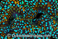 Clam mantle detail Photo - Gary Bell