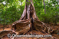 Buttress Tree Christmas Island Photo - Gary Bell