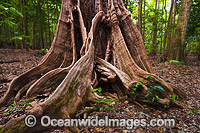 Buttress Tree Christmas Island Photo - Gary Bell