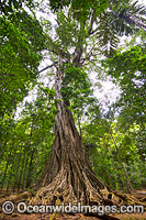 Rainforest Christmas Island Photo - Gary Bell