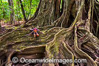 Robber Crab on Buttress Tree Roots Photo - Gary Bell