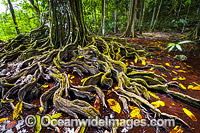 Buttress Tree Christmas Island Photo - Gary Bell