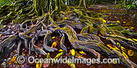 Christmas Island Buttress Tree Photo - Gary Bell