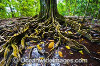 Christmas Island Rainforest and Natural spring Photo - Gary Bell