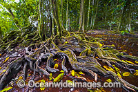 Buttress Tree Christmas Island Photo - Gary Bell
