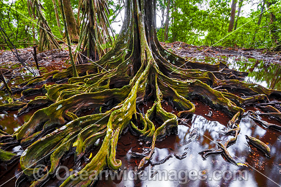 Buttress Tree Christmas Island photo