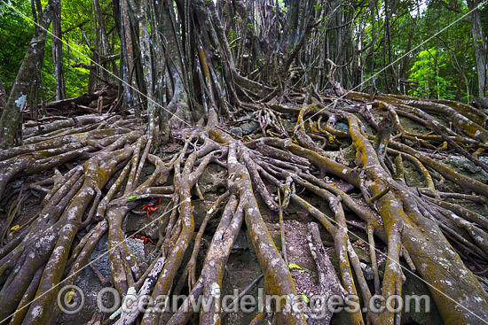 Curtain Stranger Fig Tree photo