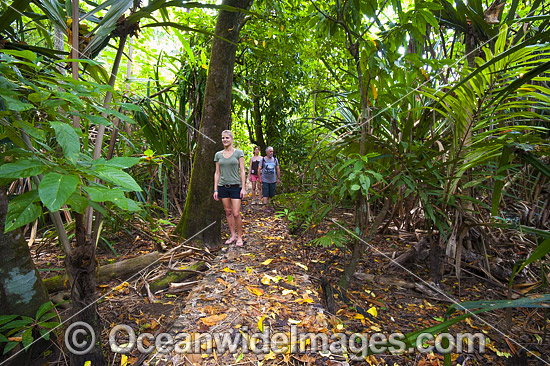 Rainforest track Christmas Island photo