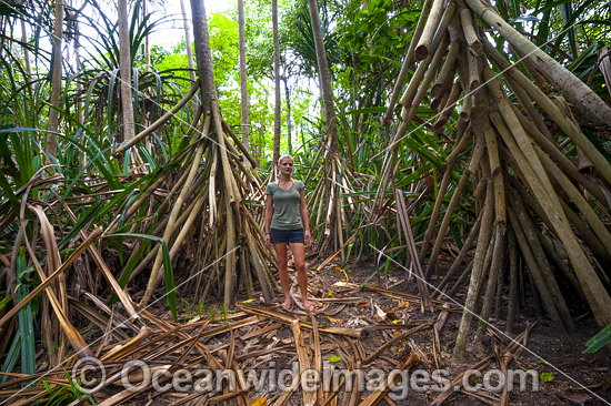 Rainforest track Christmas Island photo