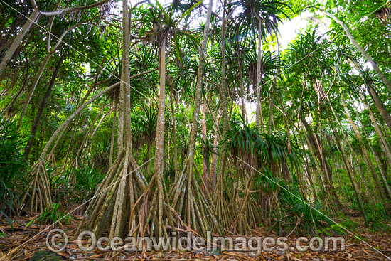 Pandanus Forest Christmas Island photo