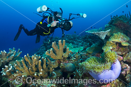 Coral Reef Christmas Island photo