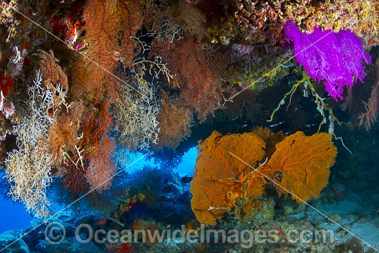 Coral Reef Christmas Island photo