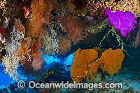Coral Reef Christmas Island Photo - Gary Bell