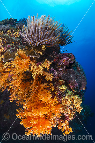Coral Reef Christmas Island photo