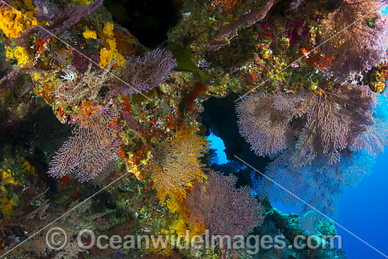 Coral Reef cave Christmas Island photo