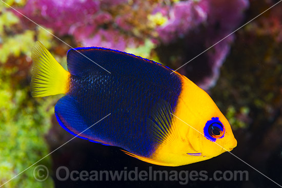 Cocos Angelfish Christmas Island photo Cocos Angelfish Christmas Island photo