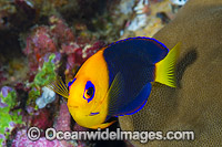 Cocos Angelfish Christmas Island Photo - Gary Bell