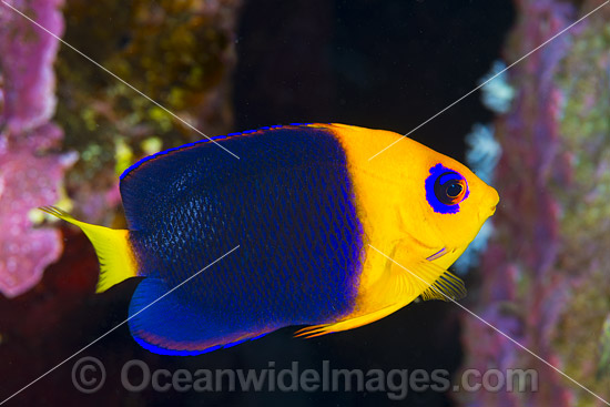 Cocos Angelfish Centropyge joculator photo Cocos Angelfish Centropyge joculator photo