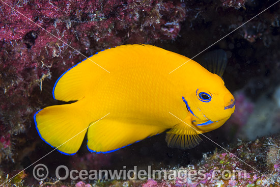 Lemonpeel Angelfish Christmas Island photo Lemonpeel Angelfish Christmas Island photo