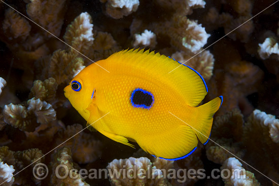 Juvenile Lemonpeel Angelfish photo Juvenile Lemonpeel Angelfish photo
