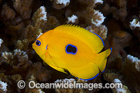 Juvenile Lemonpeel Angelfish Photo - Gary Bell