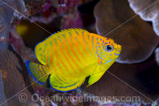 Hybrid Angelfish Christmas Island photo Hybrid Angelfish Christmas Island photo