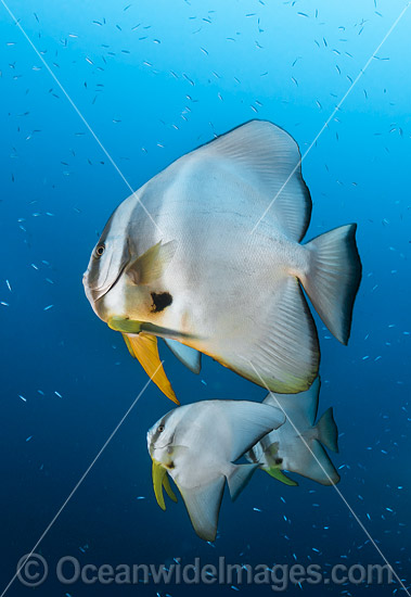Batfish Christmas Island photo