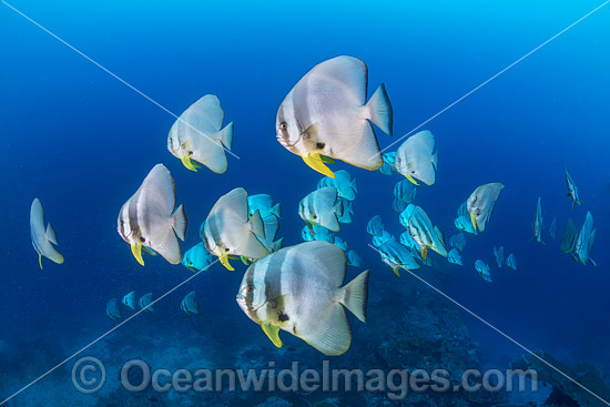 Batfish Christmas Island photo Batfish Christmas Island photo
