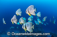 Batfish Christmas Island Photo - Gary Bell