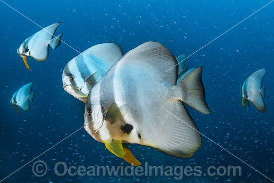 Batfish Christmas Island photo