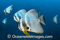 Batfish Christmas Island Photo - Gary Bell