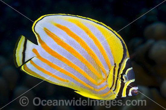 Ornate Butterflyfish Christmas Island photo Ornate Butterflyfish Christmas Island photo