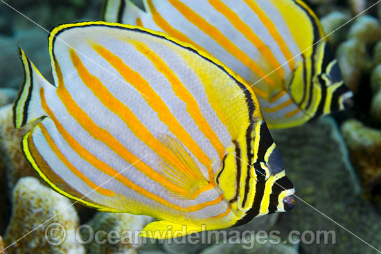 Ornate Butterflyfish Christmas Island photo Ornate Butterflyfish Christmas Island photo