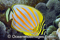 Ornate Butterflyfish Christmas Island Photo - Gary Bell