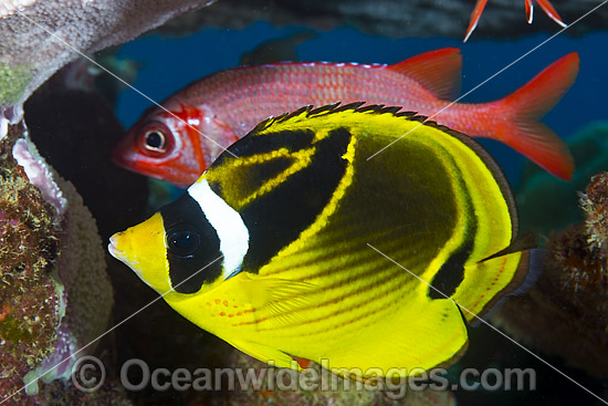 Racoon Butterflyfish Christmas Island photo Racoon Butterflyfish Christmas Island photo