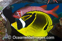 Racoon Butterflyfish Christmas Island Photo - Gary Bell