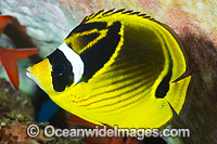 Racoon Butterflyfish Christmas Island Photo - Gary Bell