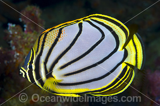 Meyer's Butterflyfish Christmas Island photo Meyer's Butterflyfish Christmas Island photo